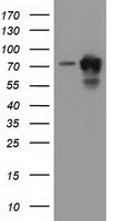 PUS7 Antibody