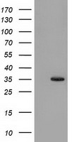 SULT1A1 Antibody