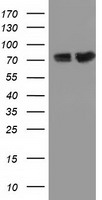 PUS7 Antibody