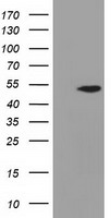 Adenylosuccinate Lyase Antibody