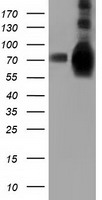 HSPA6 Antibody