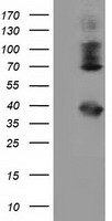 HSPA6 Antibody