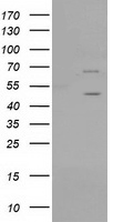 SHP2 Antibody