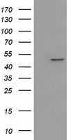 IVD Antibody