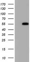SMAD2 Antibody