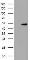 UHMK1 Antibody