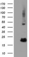RBBP9 Antibody