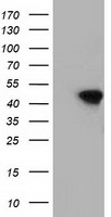 DNAJA2 Antibody
