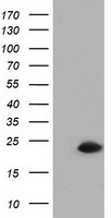 RBBP9 Antibody