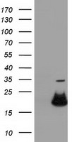 RBBP9 Antibody