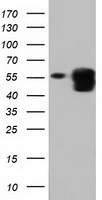 PEPD Antibody