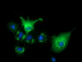 Breast cancer suppressor candidate 1 Antibody