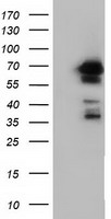 Adenylate kinase 5 Antibody