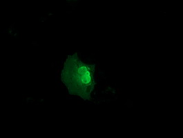 NSMCE2 Antibody