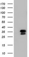 NSE2 Antibody