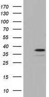 NSE2 Antibody