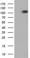 PRKD2 Antibody