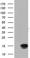 FSH beta Antibody