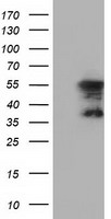 Cytoplasmic dynein 1 light intermediate chain 1 Antibody