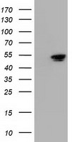NT5DC1 Antibody