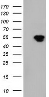 NT5DC1 Antibody
