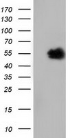 NT5DC1 Antibody