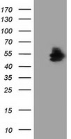 NT5DC1 Antibody
