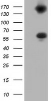 BTN1A1 Antibody