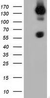 BTN1A1 Antibody