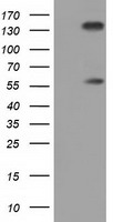 BTN1A1 Antibody