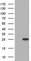 MOBKL2B Antibody