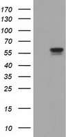 Cytoplasmic dynein 1 light intermediate chain 1 Antibody