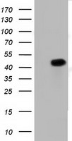 PAICS Antibody