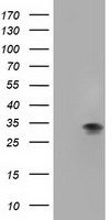 FHL1 Antibody