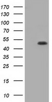 GORASP1 Antibody