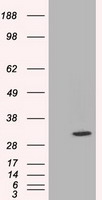 CFAP298 Antibody