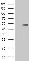 CD5 Antibody