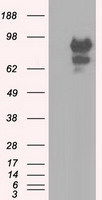 SNX9 Antibody