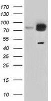 GORASP1 Antibody