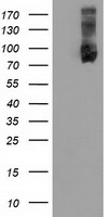 USP5 Antibody