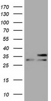 FHL1 Antibody
