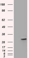 FHL1 Antibody