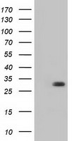 BDH2 Antibody