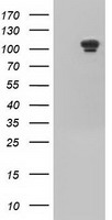 USP5 Antibody