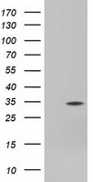 FHL1 Antibody