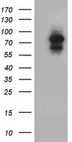 HIF1 beta Antibody