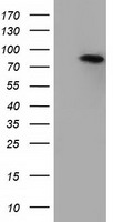 H6PD Antibody