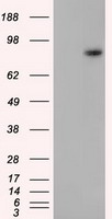 H6PD Antibody