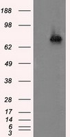 ACSBG1 Antibody