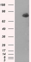 ACSBG1 Antibody